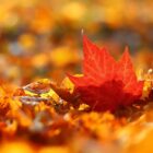 Herbst Foto: pixabay