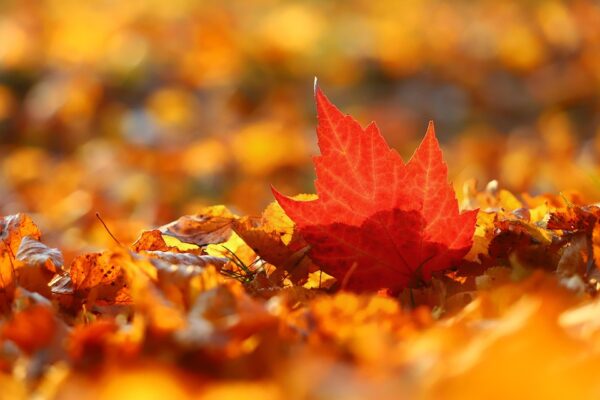 Herbst Foto: pixabay